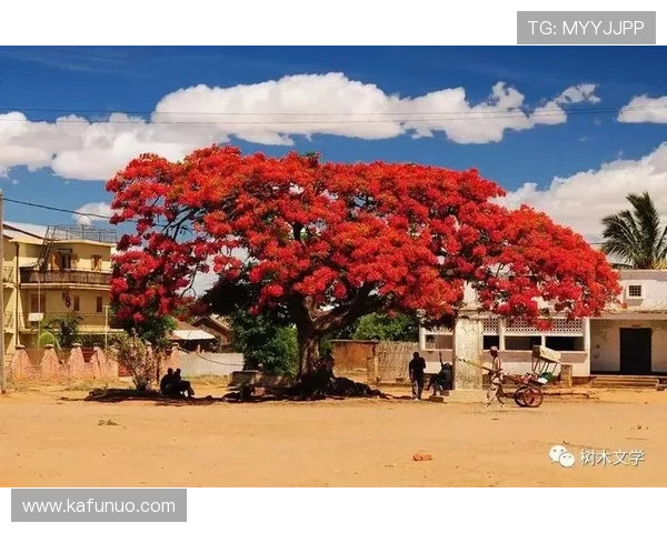 尊龙认树：利用认树活动增强青少年的文化认同感与生态保护意识